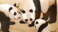 Load image into Gallery viewer, Chinese Panda Family Suzhou Embroidery Table Screen - Handcrafted Blackwood Frame